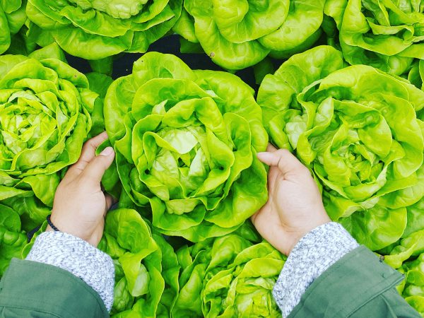 Produce Hero
