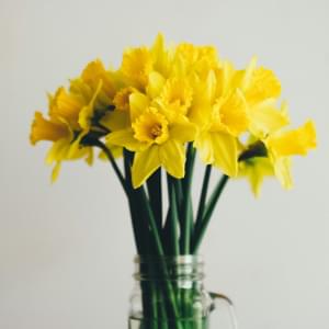 Spring Bulbs