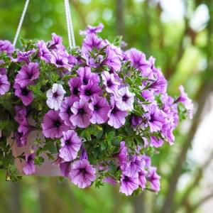 Hanging Baskets