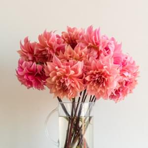 Dahlias