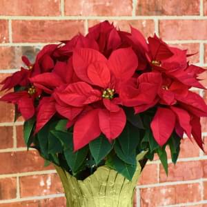 Poinsettias