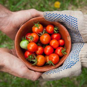 Organic Durst Cherry Tomatoes