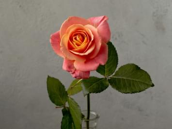 Unique Rose Varieties