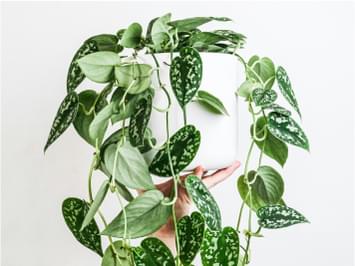 Houseplants